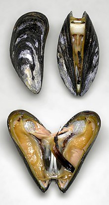 The blue mussel (Mytilus edulis) or common mussel The blue mussel (Mytilus edulis) or common mussel
